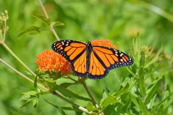 A monarch butterfly lands on milkweed, the only plant it lays eggs on.