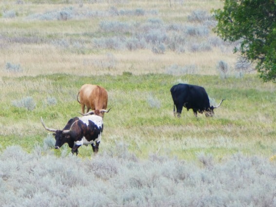 Longhorn Cattle Ranch inside the North portion of Theodore Roosevelt National Park 