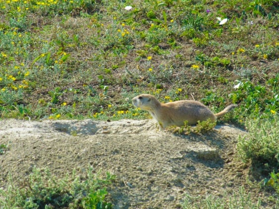 A prairie dog waits atop his mound in Theodore Roosevelt National Park in North Dakota