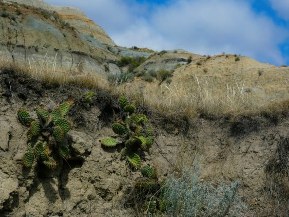 cactus growing in Theodore Roosevelt National Park 