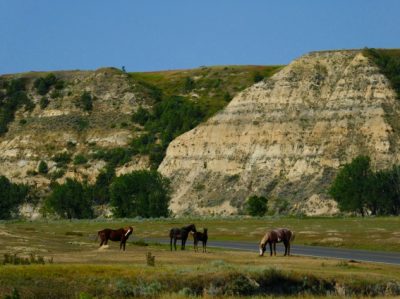Wild horses Theodore Roosevelt National Park