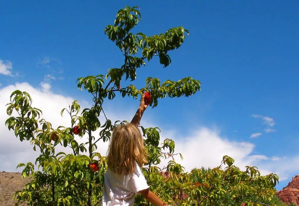 Picking peaches in Capitol Reef National Park