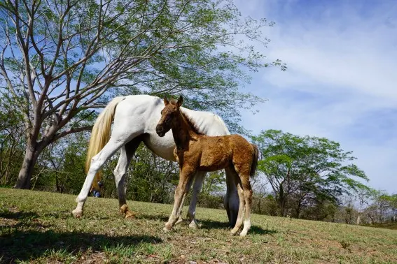 Nicaragua with Kids on the farm