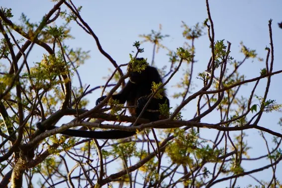 Nicaragua with Kids with the howler monkeys 