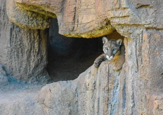 Cougar at Arizona-Sonora Desert Museum