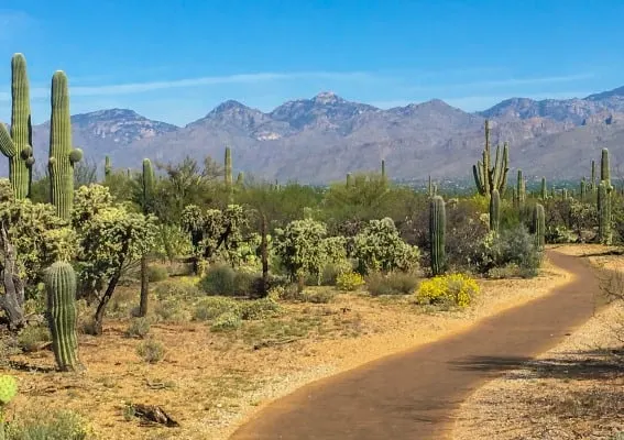 Saguaro National Park 