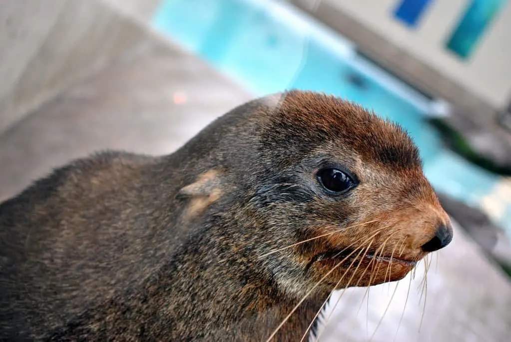 New england aquarium is on of the top things to do in Boston with kids