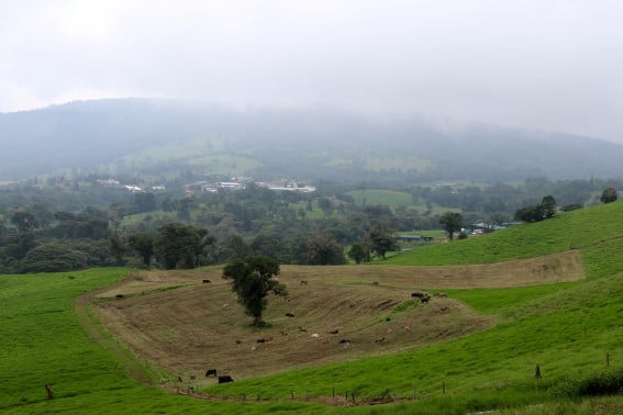 Costa Rica eco-lodges dairy