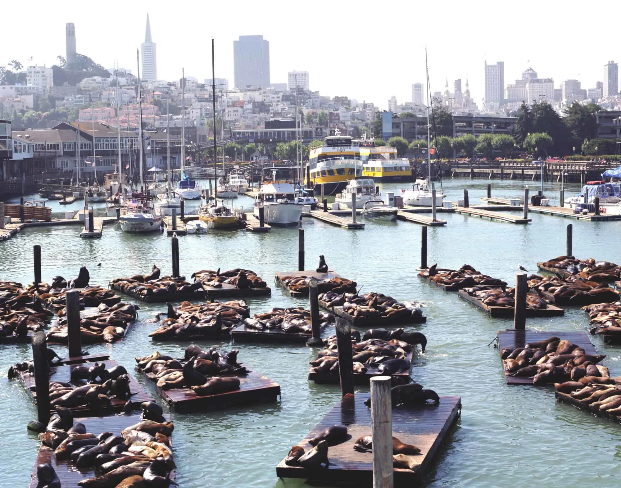 You can't head to San Francisco with kids without a visit to Fisherman's Wharf