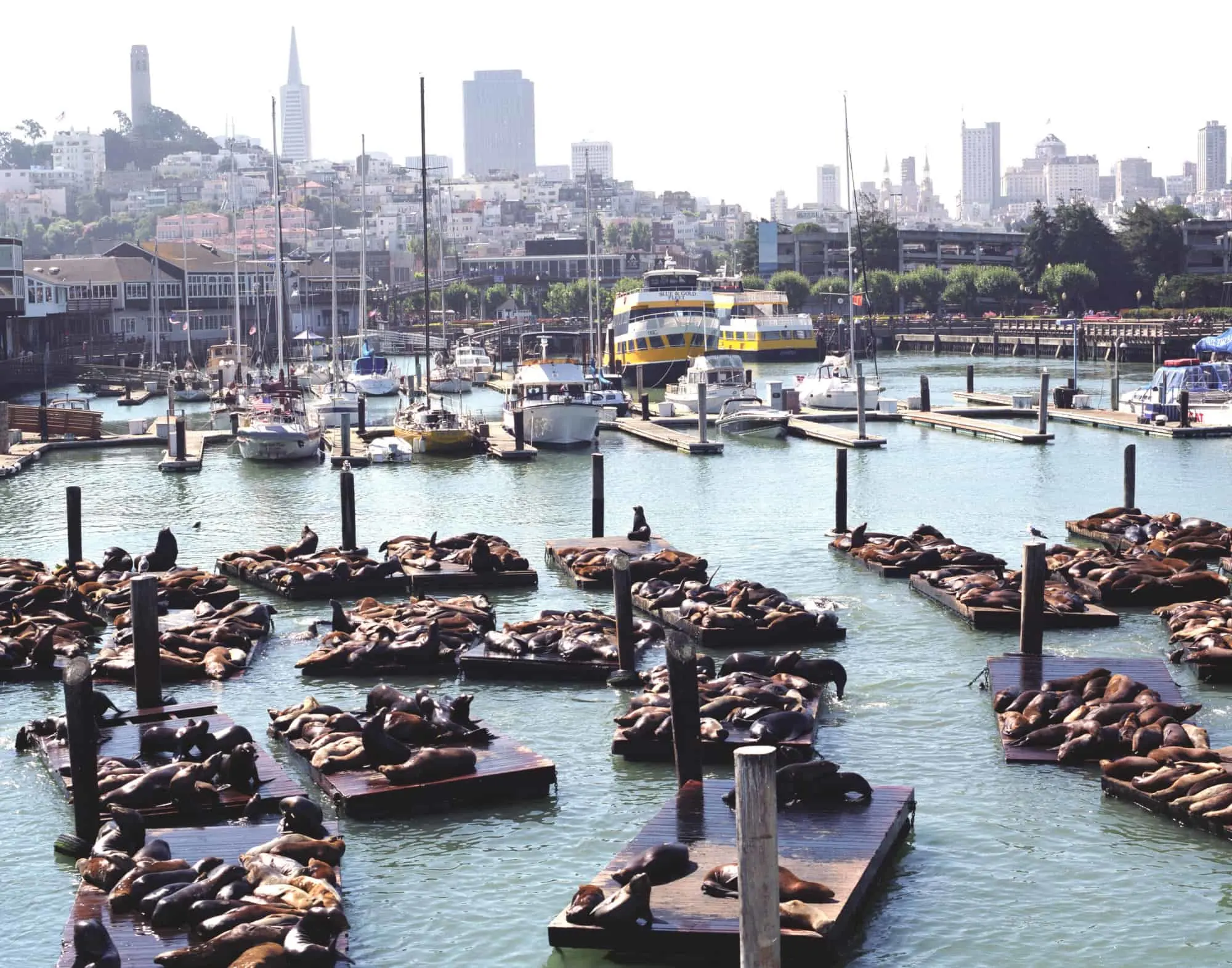 Fisherman's Wharf, San Francisco Guide With 10 Awesome Things to Do