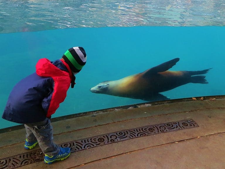 What to do with toddlers in DC? The National Zoo