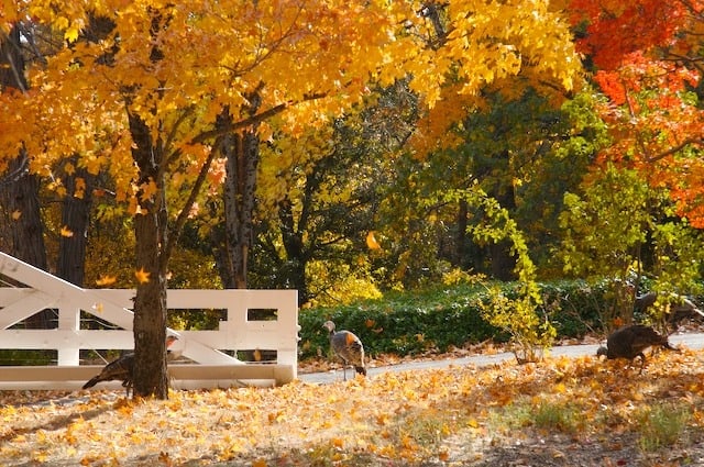 California Fall colors