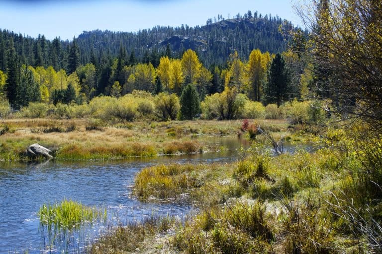 California Fall Foliage on the Truckee River