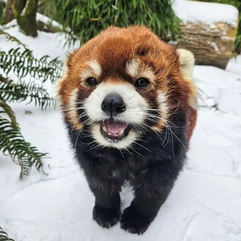 20 Cool Things to do in Portland with Kids 2 Moshu the red panda at the Oregon Zoo