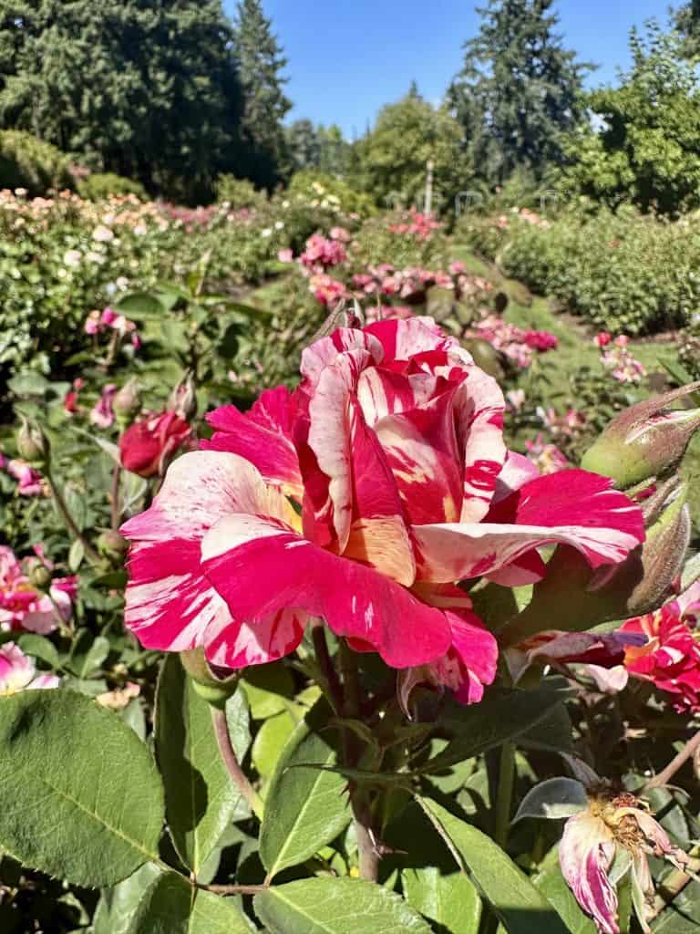 Portland International Rose Test Garden