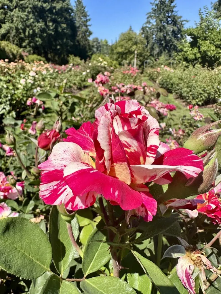 20 Cool Things to do in Portland with Kids 5 Portland International Rose Test Garden
