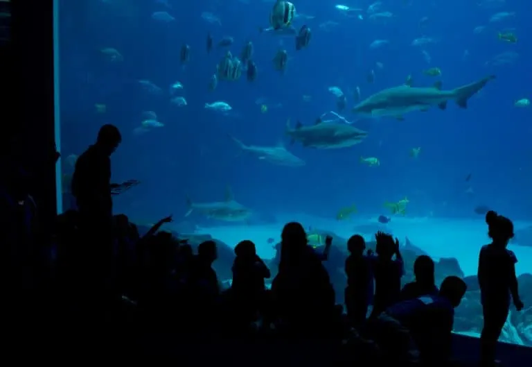 The Georgia Aquarium is one of the best things to do in Atlanta with kids