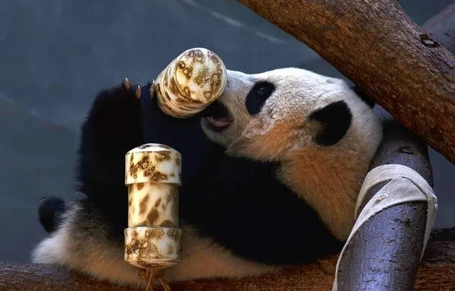 Panda at Zoo Atlanta