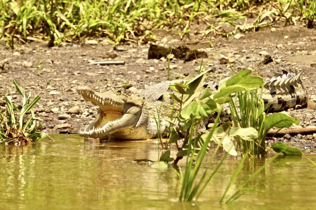 20 Incredible Things to Do in Costa Rica with Kids on a Costa Rica Family Vacation 13 Crocodile at Tarcoles River Safari