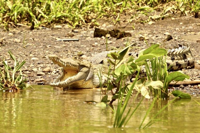 Crocodile at Tarcoles River Safari