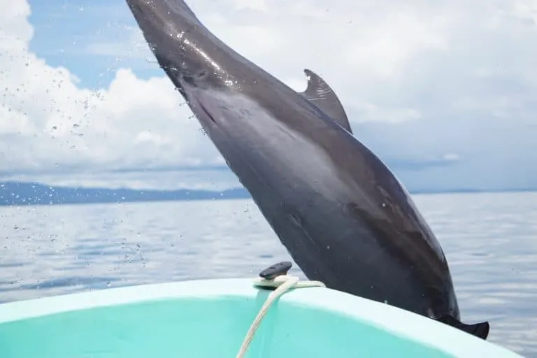 Dolphins Breaching at Golfo Dulce 