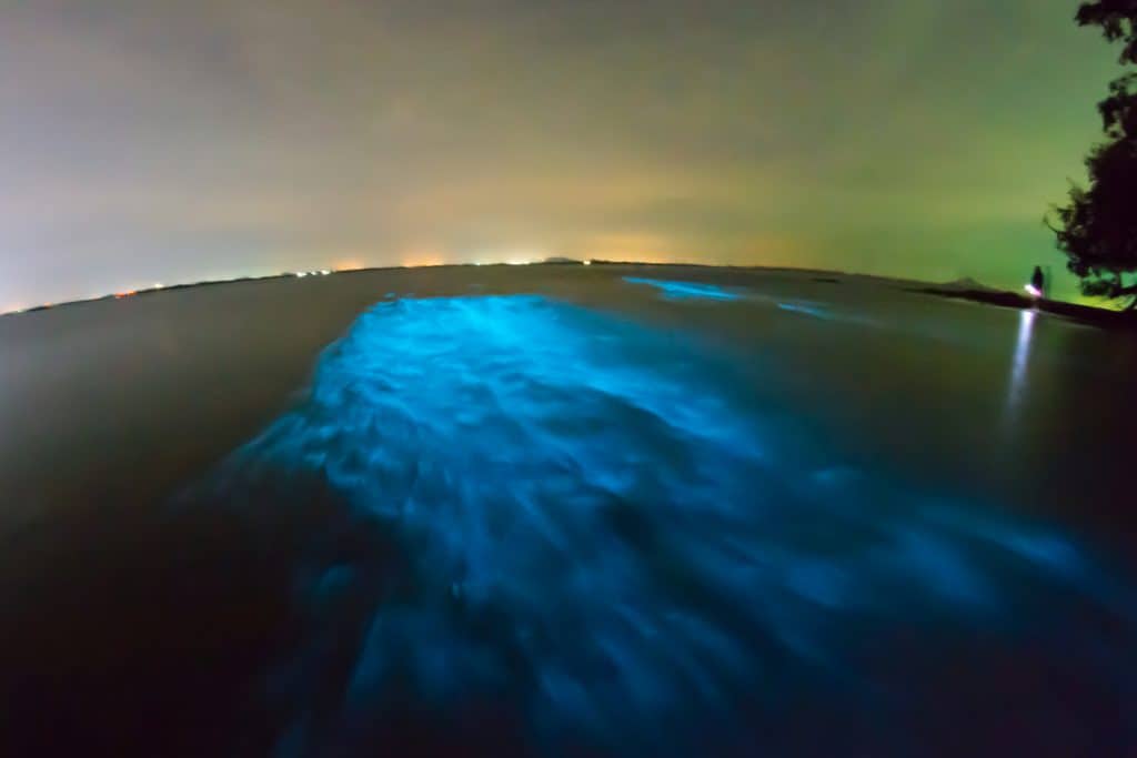 20 Incredible Things to Do in Costa Rica with Kids on a Costa Rica Family Vacation 20 Bioluminescent Bay