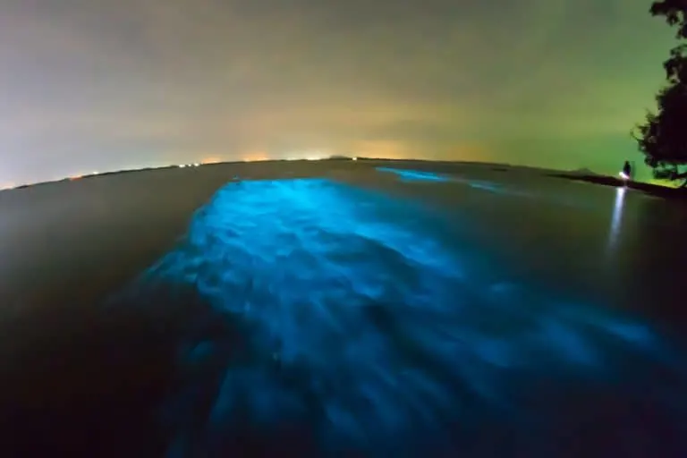 Bioluminescent Bay