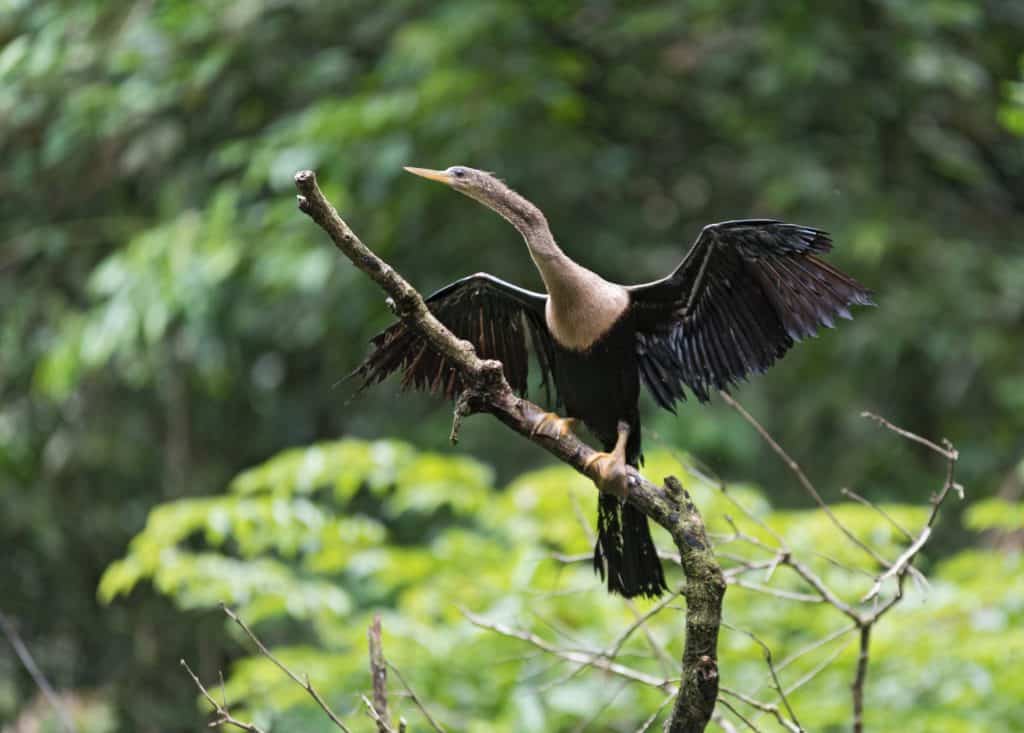 20 Incredible Things to Do in Costa Rica with Kids on a Costa Rica Family Vacation 22 Things to do in Costa Rica - Birdwatching in Toruguero National Park