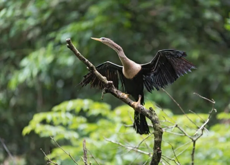 Things to do in Costa Rica - Birdwatching in Toruguero National Park