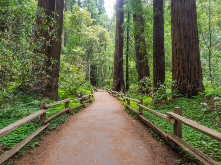 One of the best day trips from San Francisco is a visit to Muir Woods