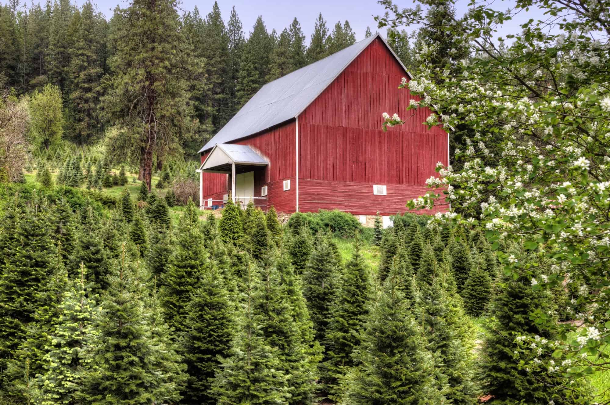 Know-before-you-go Tips for Visiting a Christmas Tree Farm - Trekaroo