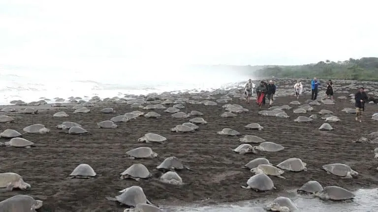 Sea Turtles at Tortugeuro National Park