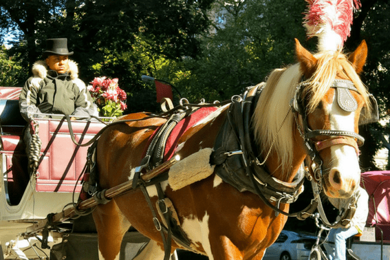 central park horse and carriage ride