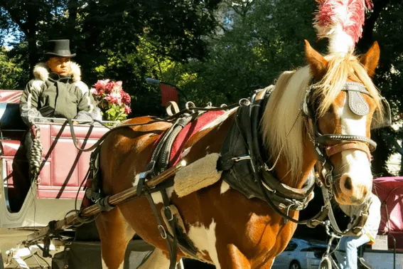 central park horse and carriage ride