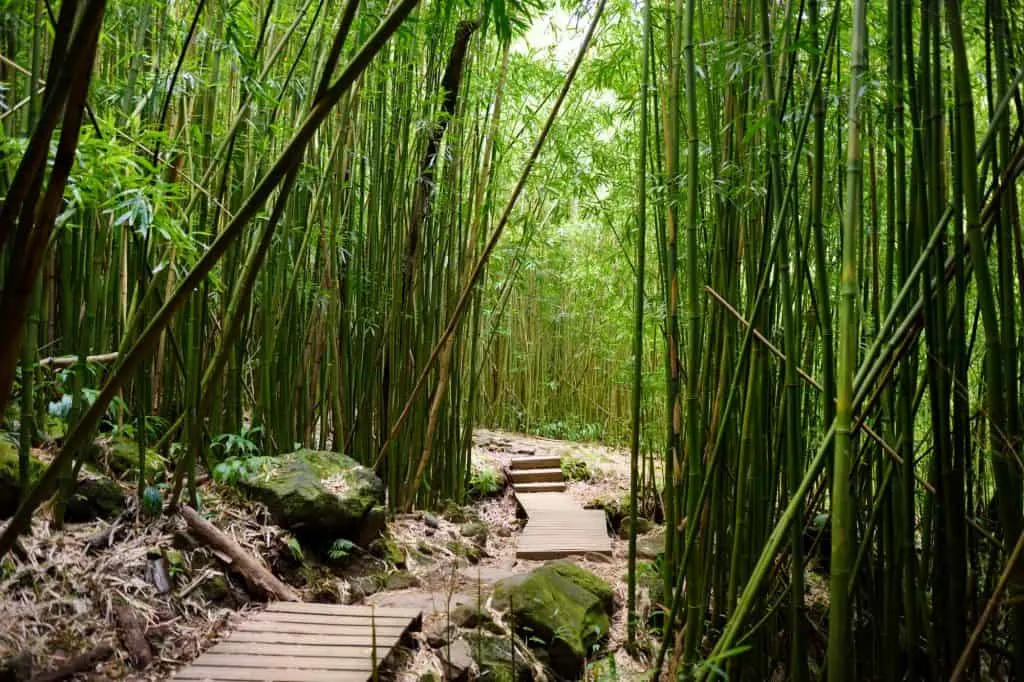 Pipiwai Trail Hawaii 