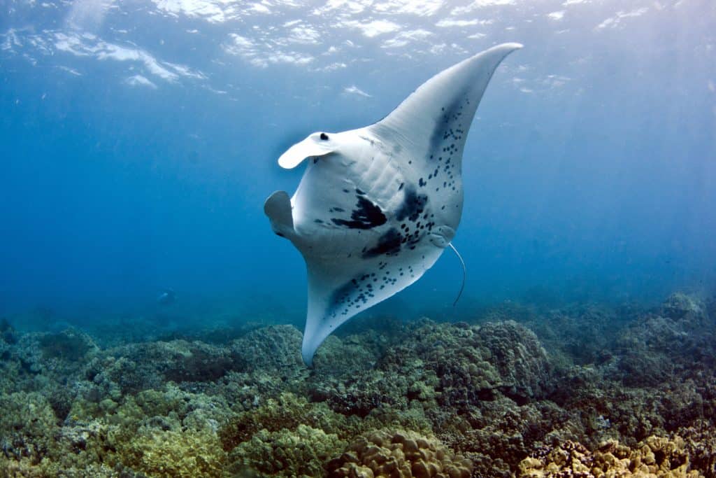 things to do on the Big Island with kids manta rays