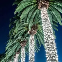 Christmas in Palm Springs- The Best Christmas Events in Palm Springs for 2024