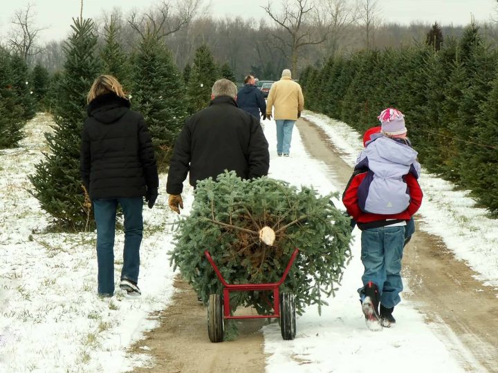 U-Cut Christmas Tree Farms: Cutting Down Your Own Tree