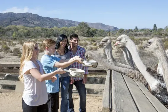 Buellton Ostrich Land