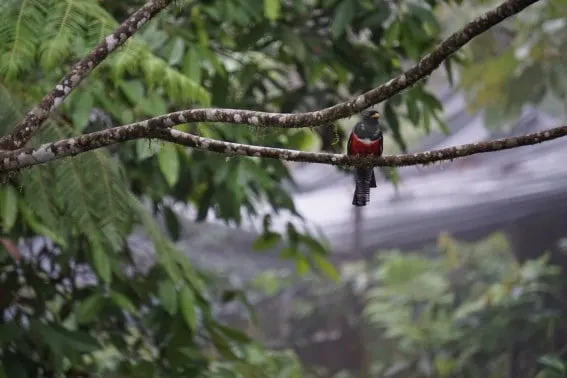 Mashpi Lodge: luxury meets adventure in Ecuador's cloud forest 9