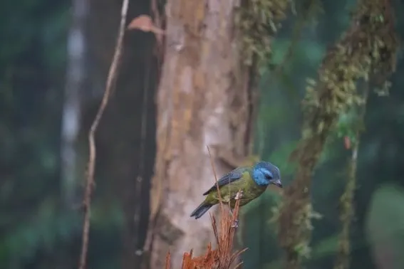 Mashpi Lodge: luxury meets adventure in Ecuador's cloud forest 10