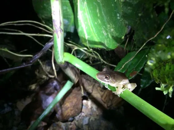 Mashpi Lodge: luxury meets adventure in Ecuador's cloud forest 15