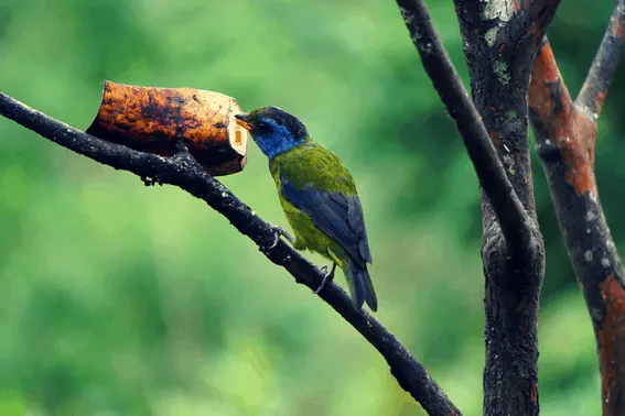 Mashpi Lodge: luxury meets adventure in Ecuador's cloud forest 16