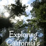 Jedediah Smith State Park- A Redwoods Adventure for Families in California 1