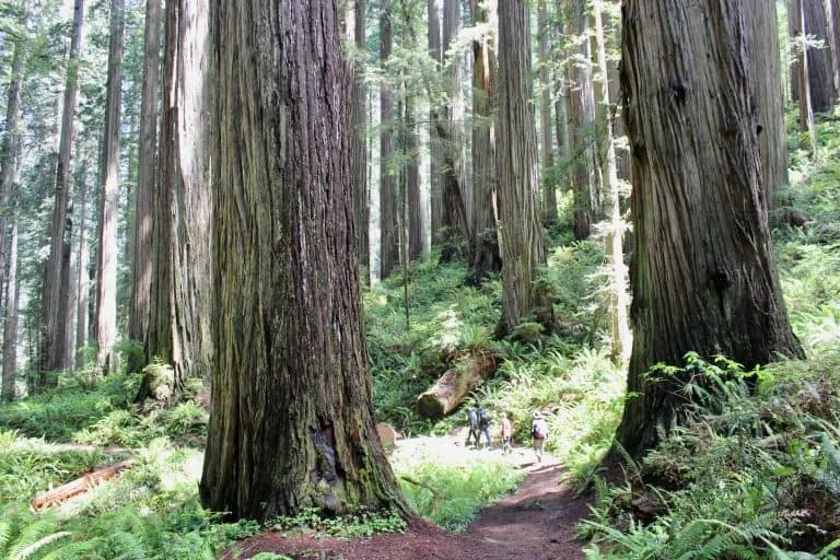 Jedidiah Smith Redwoods State Park is one of the best campgrounds in California for families