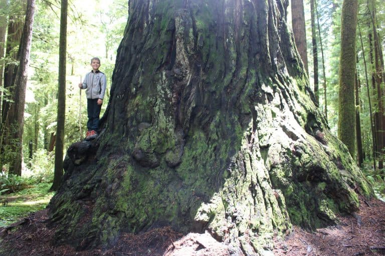 Jedediah-Smith-Redwoods-with-Kids-by-Michelle-McCoy Redwood National Park with kids