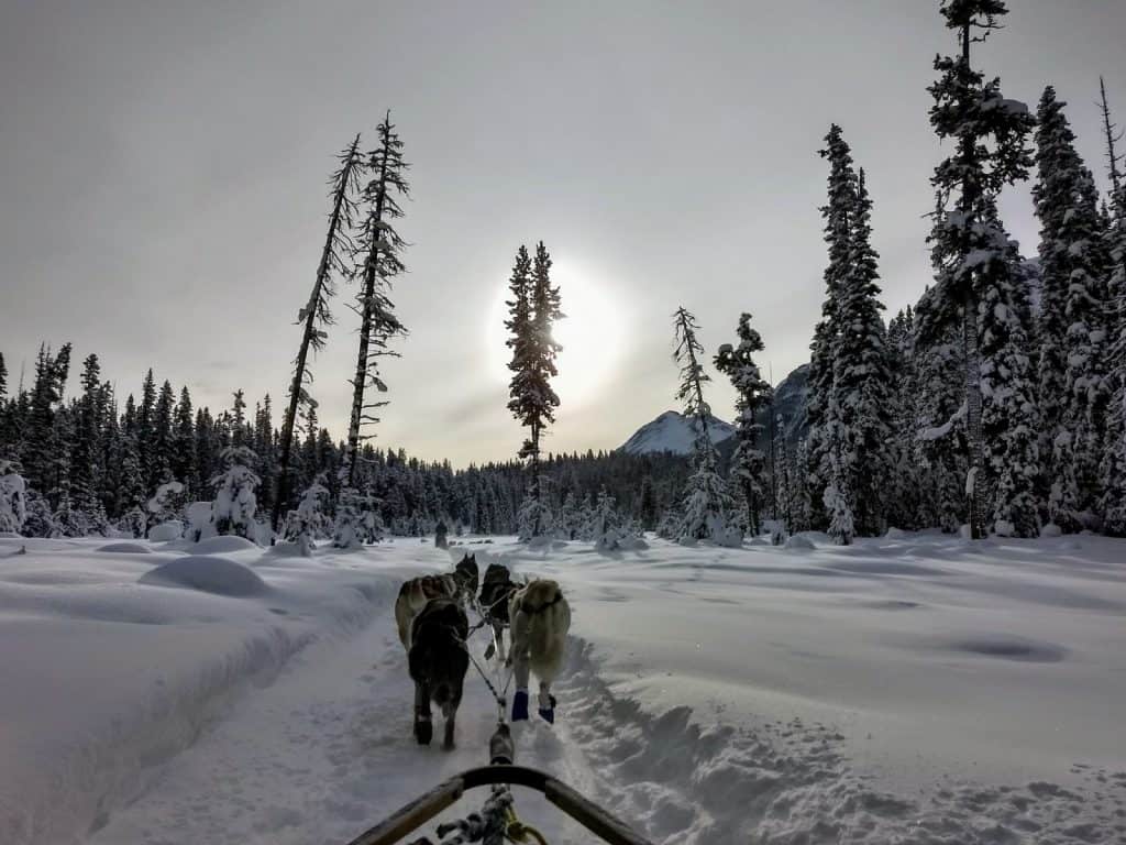 Things to do in Banff in winter include dog sledding