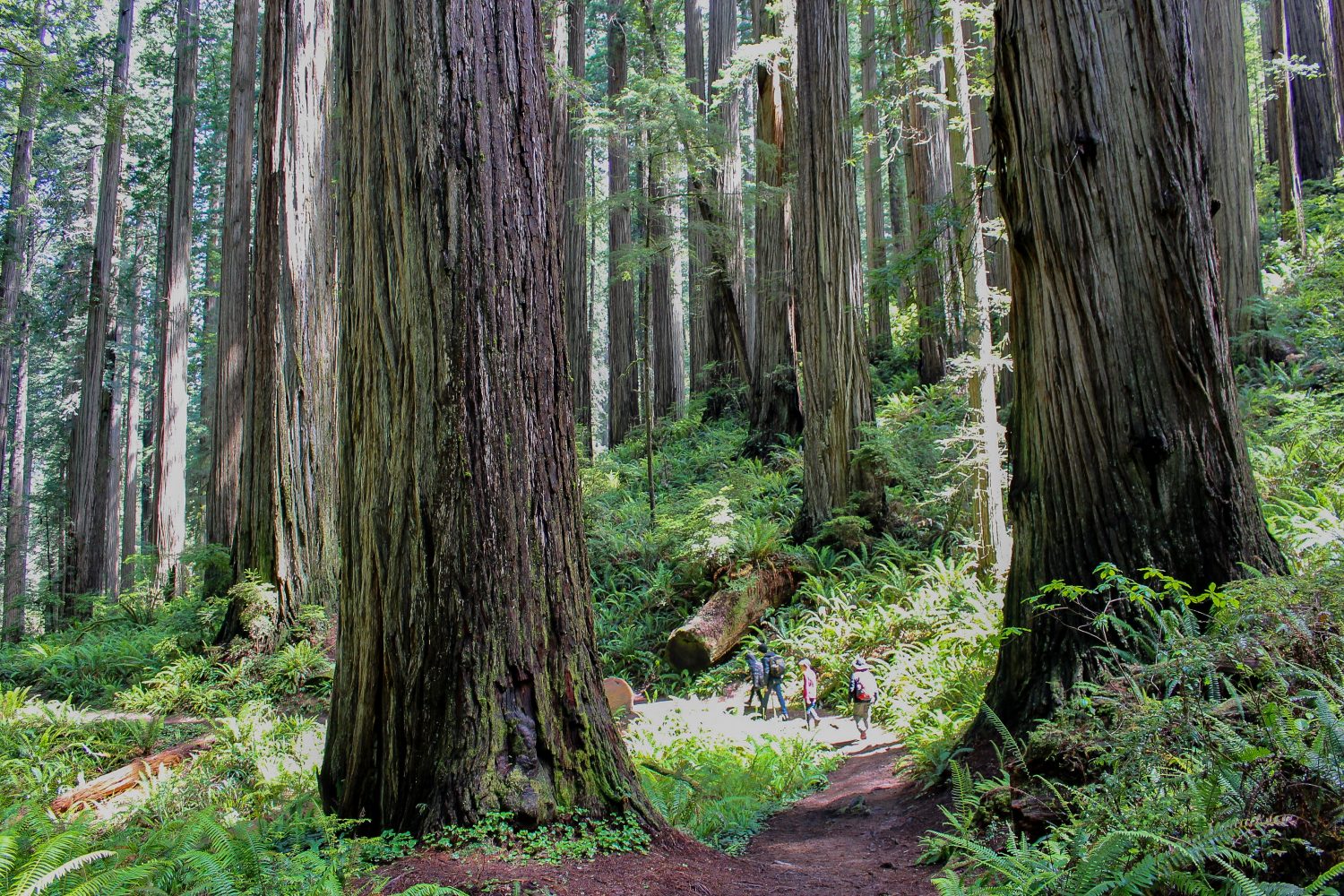 Jedediah Smith Redwoods State Park: Redwood Adventures | Trekaroo