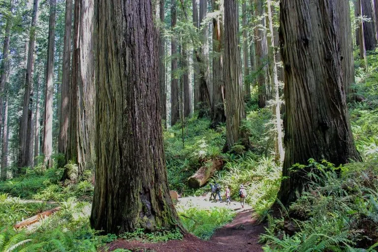 Redwood National Park with kids