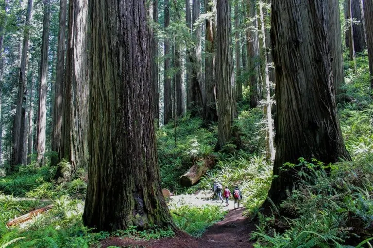 Things to do in Northern California with kids include hiking in the redwoods